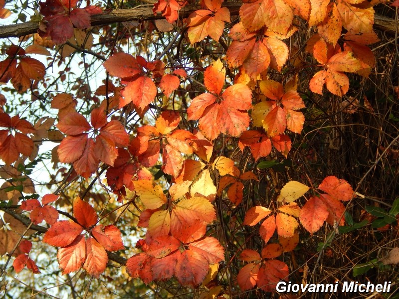 ...Autunno sul Ticino...